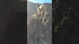 Лисёнка кормим с рук.We feed the fox cub with our hands ч.3 