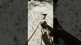 Tyrs First Snow! #shorts
