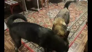 После прогулки и ужина можно и поиграть)