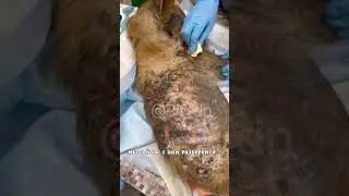 The dog is rotting alive.
