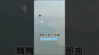 鵝鴨大戰二部曲，寧靜的湖面