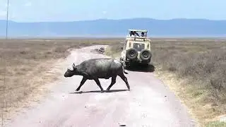 Tanzania Ngorongoro Crater Safari 2