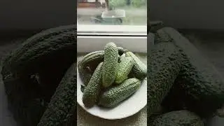 Будет Малосолка!