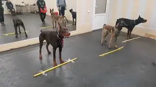 группа ОКД треним