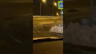 Лиса возле Битцевского леса в Москве #fox #wildanimals #moscow #nightlife #лиса