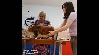 Цезарь.  Папа наших котят. Выставка WCF г.Волгоград 29,30 октября.