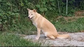 단이야 다이어트 해야겠다