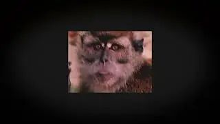 MONKEY BUSINESS  by PAPPAJAN AND THE MUSICDOGTOR