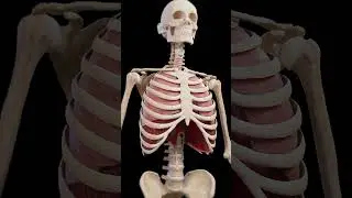 Breathing lung anatomy  