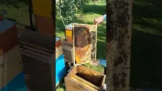 Пересаживаю отводок на 4 х рамках , новым хозяевам, начинающим пчеловодам и в добрый путь!👍