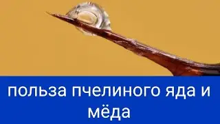 Польза пчелиного яда и мёда. Зрелость мёда и фальсификат. В.Г. Кашковский