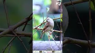 Save Sparrows from Extinction