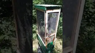 Готуємо трутня на штучне запліднення бджоломаток. #бджоломатки #бджільництво #beekeeper #трутень