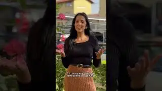 🌿 Combata o Oídio nas Suas Plantas Ornamentais! 🌿