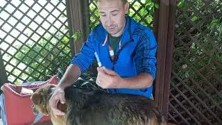 💉Как делать ПОДКОЖНЫЕ УКОЛЫ собаке и кошке