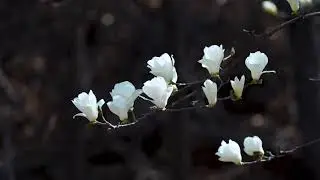 Magnolia Flower - No Copyright Video - Free Stock Footage