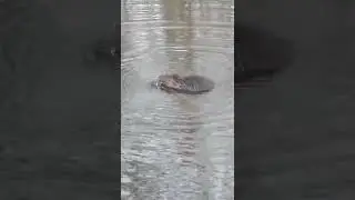 Beaver having breakfast while I fish