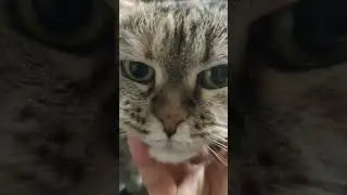 Вечерний кот 