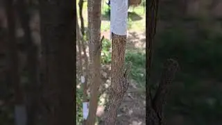 Муравьи. Садовая тля. Как работает двухсторонний скотч.