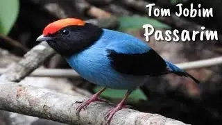 Tom Jobim - Passarim