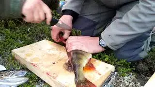 13 серия Лайфхак разделывание окуня # Морошка ТВ