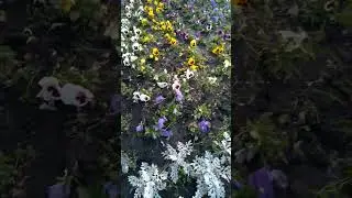 Армия фиалок