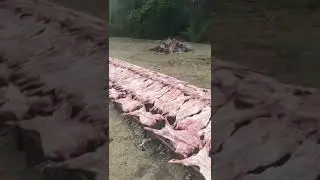 EN EL PAÍS DE LAS VACAS GORDAS AGUANTE EL CORDERO Y EL CHIVITO. 🐄🐏🐑🐐