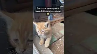 САМАРА!Нужно пристроить котенка. Было 5 малышей,троих отдала. Остался  рыжий мальчик и серая девочка