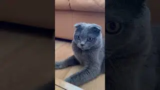 Доброе утро!☀️ #shorts #cat #kitten