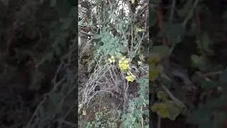 Тоо карагат Айдаркен.😊👍