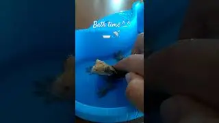 crested gecko takes a bath!