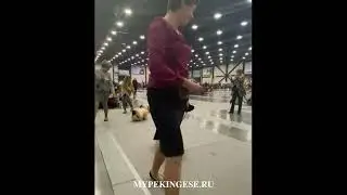 Конкурс на лучший питомник породы Пекинес