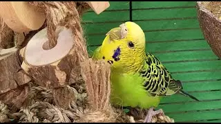 budgie sounds