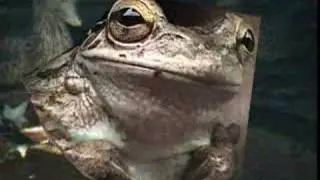 Frogs Croaking Frogs Jumping Frog Headlights  FYV