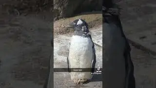 If I worked at a zoo I would come home with a penguin because omg. #edinburghzoo #foryou #penguin