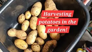 Harvesting potatoes in the garden!