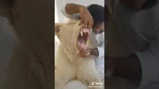 UN HOMME OUVRE LA BOUCHE D'UNE LIONNE !?!?