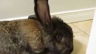 Silly Samantha and the Door Stop