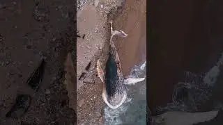 50 Foot Whale Named Binary Washes Ashore - Read Description #nature #ocean #interesting #whale