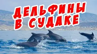 Дельфины в судаке! сентябрь 2022