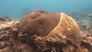 Cómo se ve un buceo con Dive Adventure? (Panamá, Portobelo)