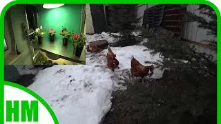 27 - 28марта Как много дел с растениями....тяжелое хобби. Да и в животноводстве нелегко