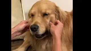 Louie the Golden Retriever Getting a Face Rub From His Mom