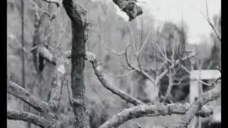 BUON ANALE E SANTO STEF-ANO