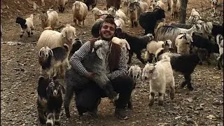 Keçinin Doğum Anı - Keçi Doğurumu Başladı