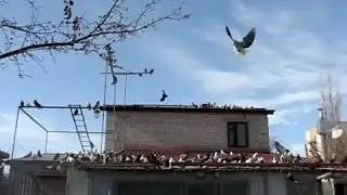 Николаевские голуби Сергея Родионова (мысли вслух...) Волгоград. Часть 15.