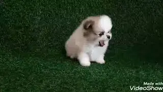 Шпиц Ляля