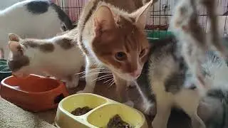 Кошкин дом.
