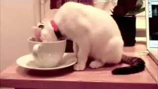 Nice cup of tea