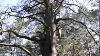 Ловушка для пчел. Пойман рой
